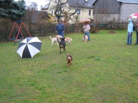 Hundeschule Heiko Scharf - Hundefachwirt IHK