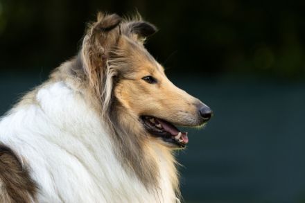 vom Hasslinger Bruch