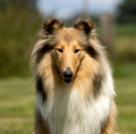 vom Hasslinger Bruch