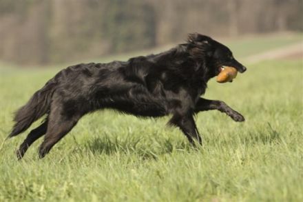 hundumfair - Hundeschule Raum Augsburg u. Günzburg