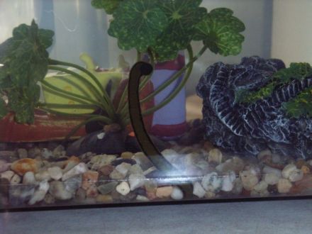 Tierheilpraxis Brandt-Weber