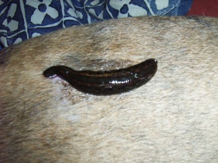 Tierheilpraxis Brandt-Weber