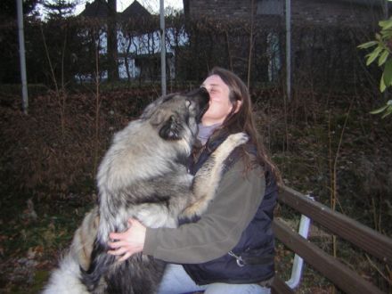 Hundesprache Hundeschule, Oberstdorf Allgäu