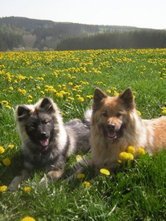 Hundesprache Hundeschule, Oberstdorf Allgäu