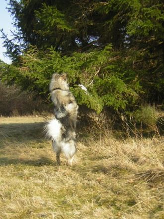 Hundesprache Hundeschule, Oberstdorf Allgäu