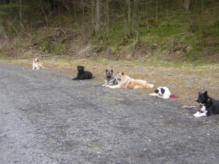 Hundesprache Hundeschule, Oberstdorf Allgäu