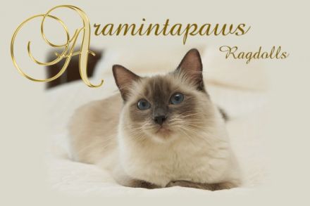 Aramintapaws