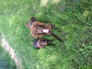 Jagdhundeschule Allgaeu