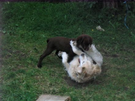 Jagdhundeschule Allgaeu