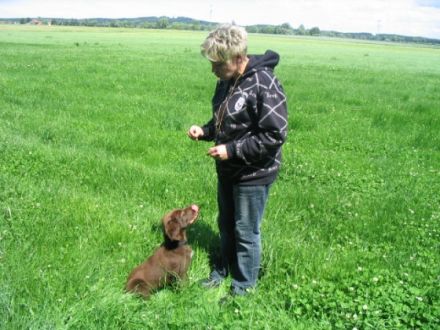 Jagdhundeschule Allgaeu