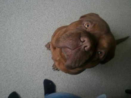 Avalon vom Kananoher Moor