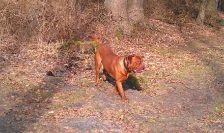 Avalon vom Kananoher Moor