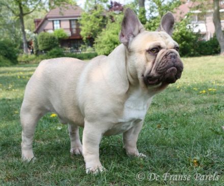 Chocolate Fawn Dream MAGNUM