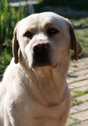 Grom z Grodu Hrabiego Malmesbury