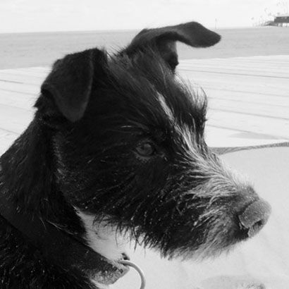 Rebecca Hundeschule Berlin