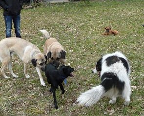 mobile Hundeschule Pfotenteam K.Czerr, G.Störmer