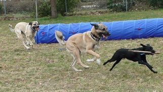 mobile Hundeschule Pfotenteam K.Czerr, G.Störmer