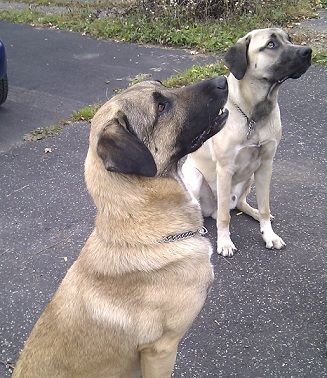 mobile Hundeschule Pfotenteam K.Czerr, G.Störmer