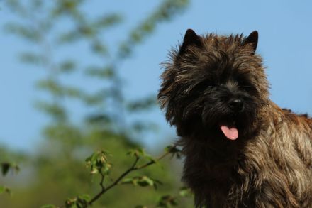 Spirit of stony Creek VDH/KfT