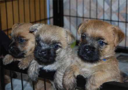 Spirit of stony Creek VDH/KfT