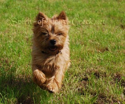 Spirit of stony Creek VDH/KfT