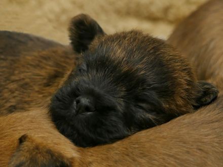 Spirit of stony Creek VDH/KfT