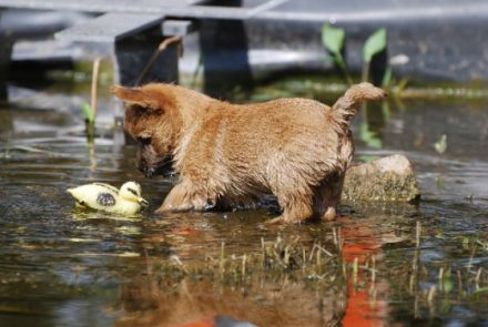 Spirit of stony Creek VDH/KfT