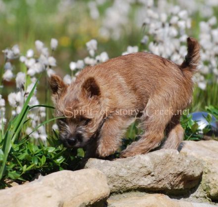 Spirit of stony Creek VDH/KfT