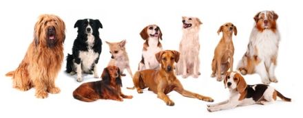 Hundepsyche * Beratung , Training & Therapie *