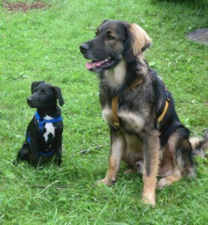 Hundeschule CALIBOGI