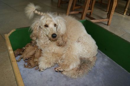 Vom Wasserschloss Schelenburg