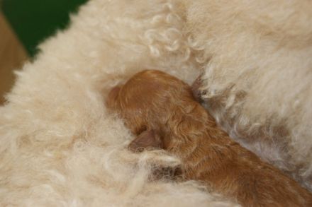 Vom Wasserschloss Schelenburg