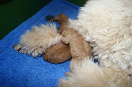 Vom Wasserschloss Schelenburg