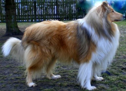 Sunny von der Filaxburg