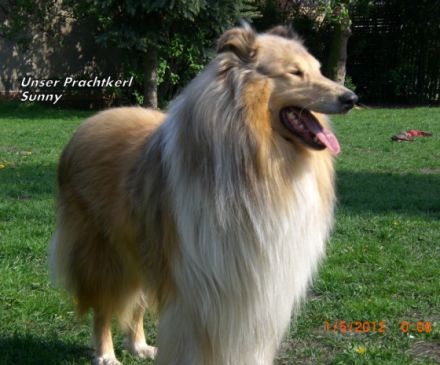 Sunny von der Filaxburg