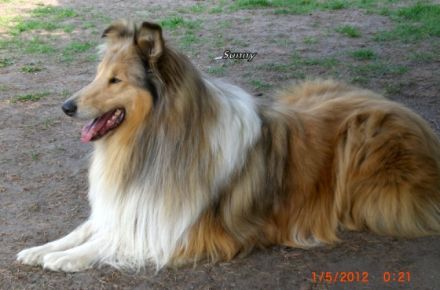 Sunny von der Filaxburg