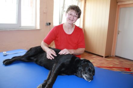 Praxis für Tierphysiotherapie