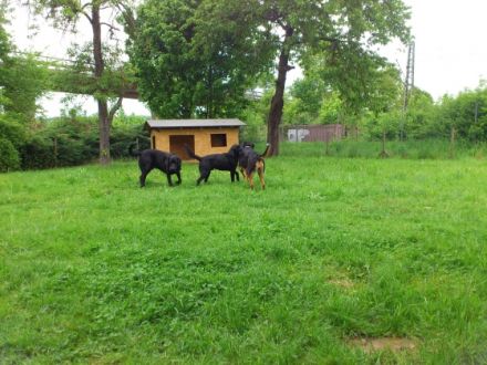AKTUELL - AUFNAHMESTOP !Hundebetreuung "FELLNASEN"