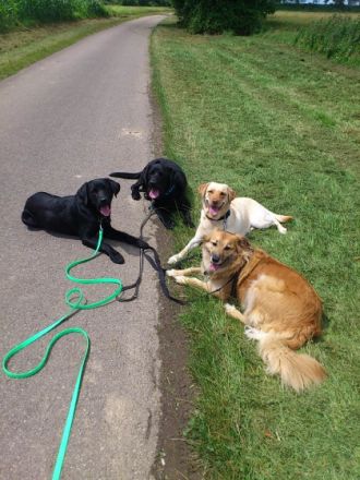 AKTUELL - AUFNAHMESTOP !Hundebetreuung "FELLNASEN"