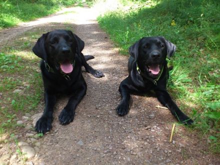 AKTUELL - AUFNAHMESTOP !Hundebetreuung "FELLNASEN"