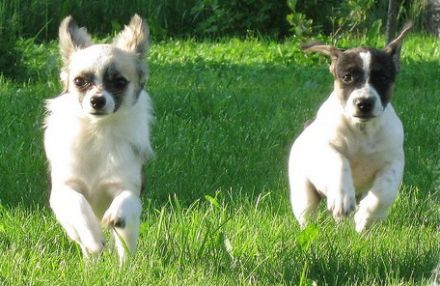 Hundephysiotherapie & Naturheilverfahren Beratungen und Behandlungen