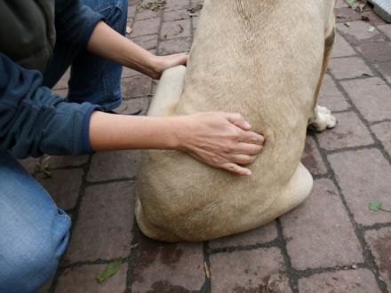 Hundephysiotherapie & Naturheilverfahren Beratungen und Behandlungen
