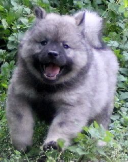 Hundephysiotherapie & Naturheilverfahren Beratungen und Behandlungen