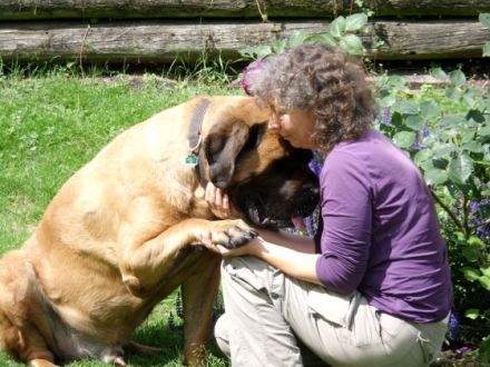 Hundephysiotherapie & Naturheilverfahren Beratungen und Behandlungen
