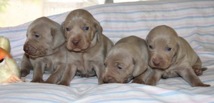 od Ptackovych rybnika