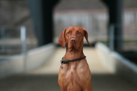 Aki-Piet vom Wildbrunnen