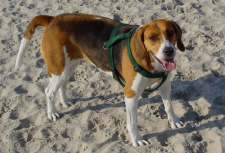 Tierheilpraxis Pferd, Hund & Katze