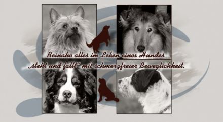 Hundephysiotherapie Geldern