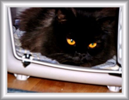 Champ C. of Sweet Surrender