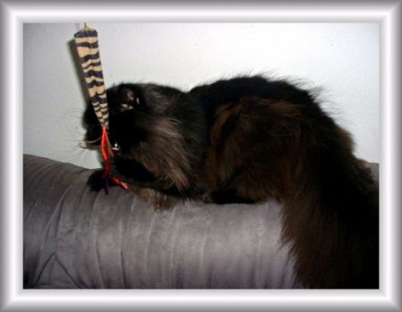 Champ C. of Sweet Surrender